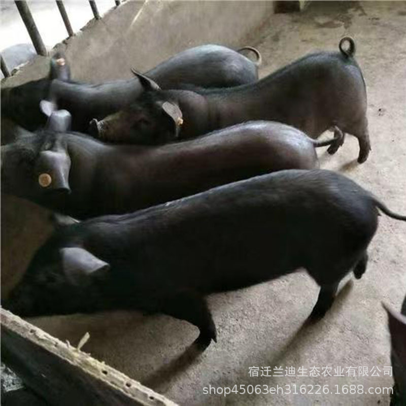 北京黑种猪小猪仔活猪家养大型成年黑猪崽种猪土黑猪母猪养殖活物