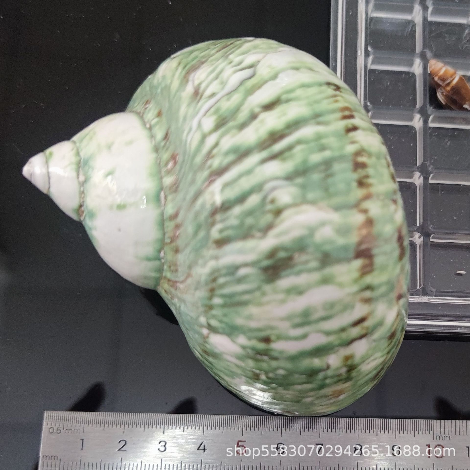 Conchas de caracoles naturales vendidas por kilogramo de cangrejos de estrellas de mar reemplazar conchas acuarios paisajísticos botellas a deriva materiales de pintura a mano