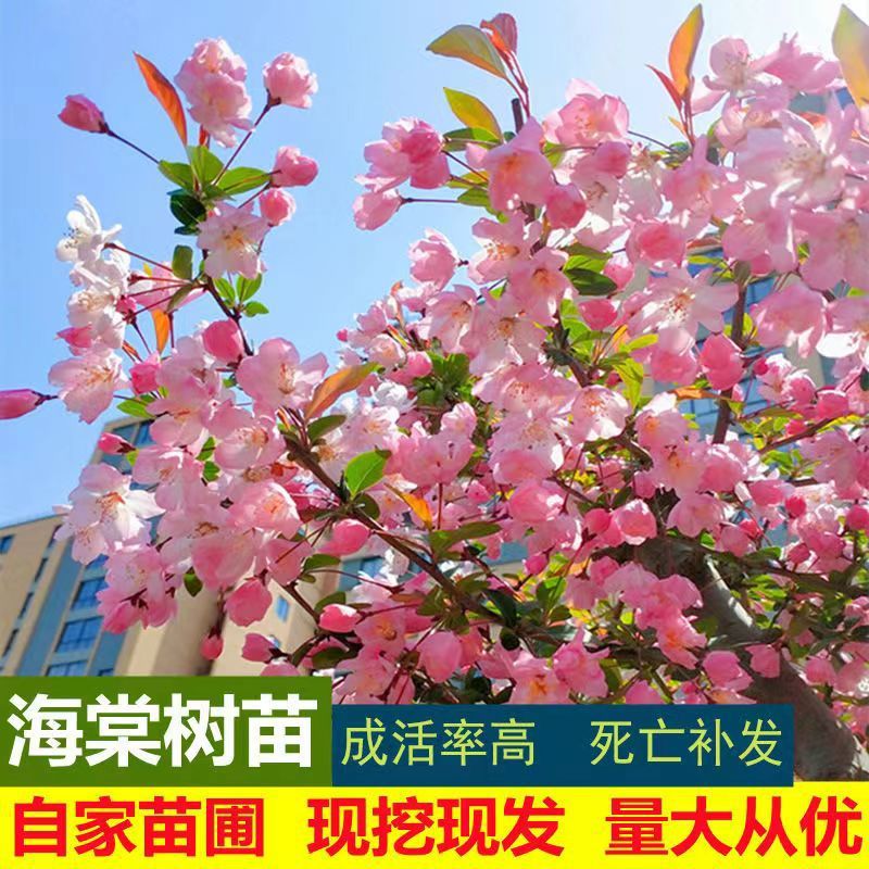 西府海棠树苗园林工程绿化苗木景区观赏花卉垂丝海棠北美海棠花苗