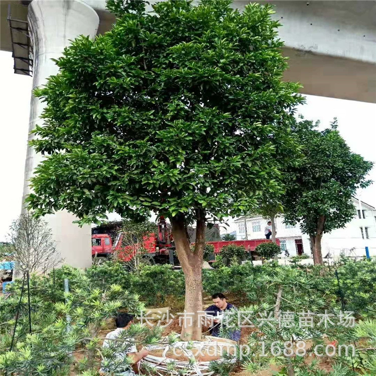 Оптовая продажа дерева помело 3-10-12- 15-20cm ароматное пузырьковое полное пересадка короны ландшафтное плодовое дерево Shatian помело рассада