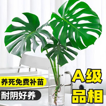 龟背竹大盆栽室内好养绿植大叶常青观叶耐阴植物净化空气