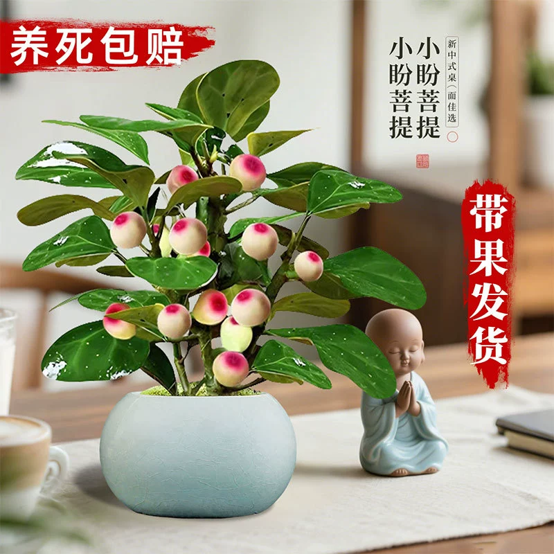 Китайское дерево Бодхи в горшке с плодами, вдохновленное дзен-стилем, для украшения рабочего стола в офисе и гостиной.