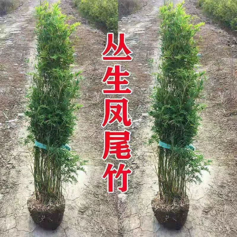 Кластерный бамбук, бамбук с хвостом феникса, рисовый бамбук, комнатные горшечные дворовые растения, бонсай, внутренний балкон, вечнозеленые саженцы бамбука в любое время года.