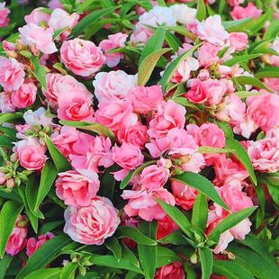 �P�ɻ��N�� ָ�׻��P�ɲ軨�ļ����׻�ͥԺ�̨���Ի��ܷN��