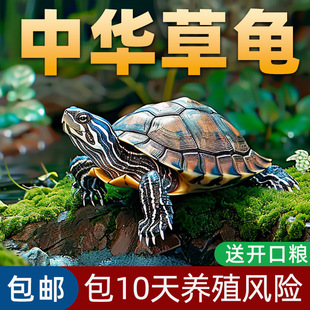 Chinese Grass Turtle Live Small Turtle Pet Ornamental Turtle Golden Line Turtle Easy to Raise and Long-Lived Turtle Live Grass Turtle Seedlings