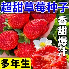【跨境供货】四季奶油草莓种籽子春秋家庭阳台盆栽新手易种水果红