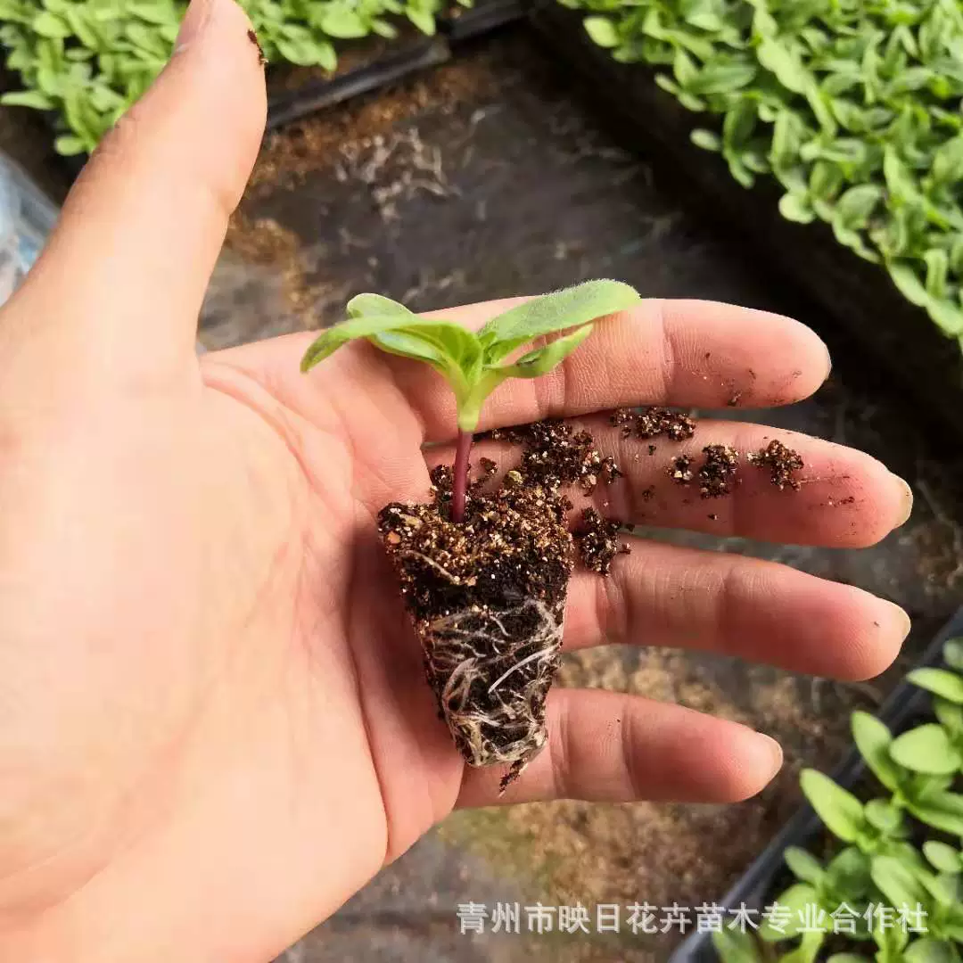 Декоративная декоративная Цветочная композиция Four Seasons Цветущая база снабжения фабрики Оптовые саженцы подсолнечника в горшках