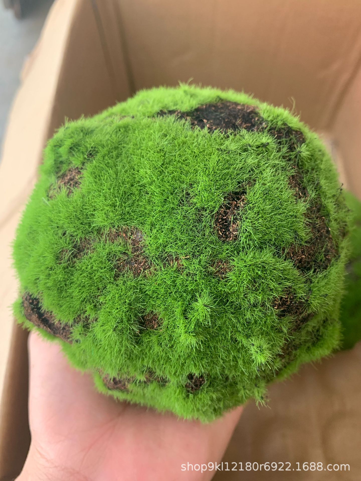 苔藓球