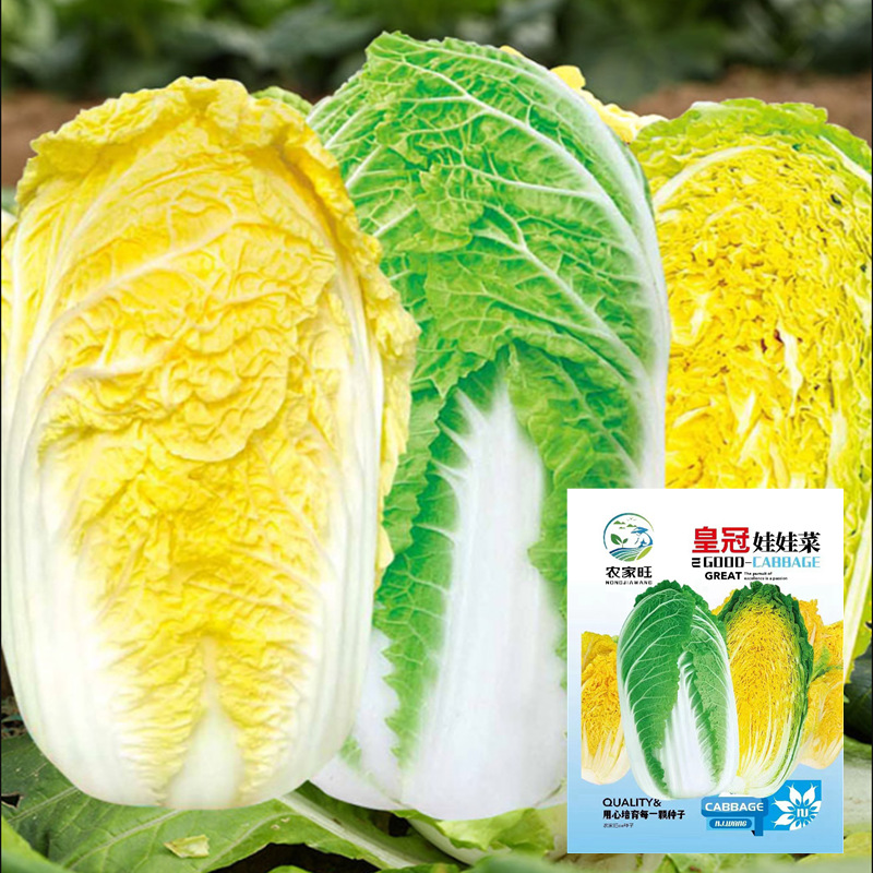 娃娃菜种子种籽耐热黄心产菜籽阳台四季蔬菜种子批发公司