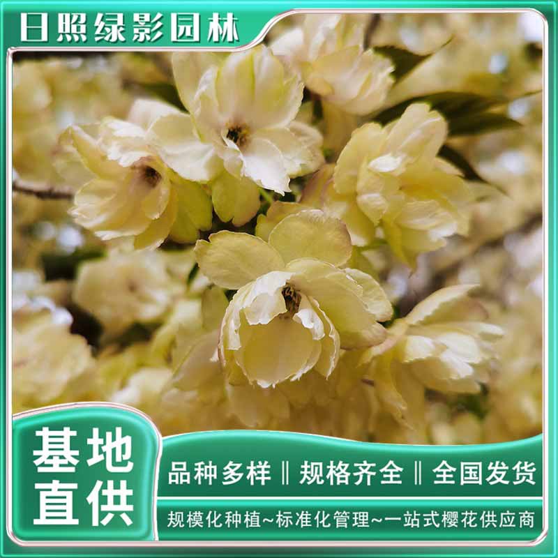 O1CN01GQCU651n1n56gdM1S_!!1774