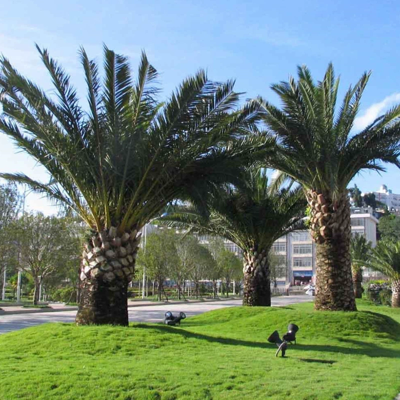 Оптовые и оптовые поставки семян пальмы, семян пальмы, высокая урожайность, качество и количество, скидка на большое количество