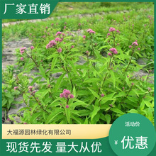 �������l �Ԯa���N�����~���m��  Ʒ�N�Rȫ���^�쾰���̾G����