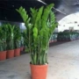 客厅盆栽植物钱串子金钱树