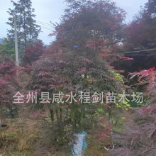 园林种植羽毛枫  骨架羽毛枫