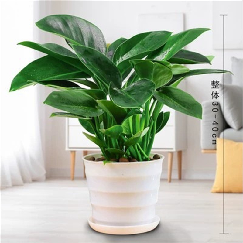 약 45cm 높이의 금 다이아몬드 3 개 + 스레드 분지 + 영양 용액