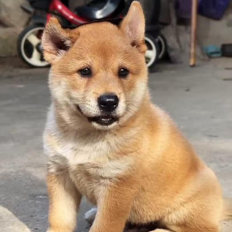 Wholesale Live Yellow Dogs with White Faces, Chinese Rural Puppies, Rural Guard Dogs, Guangxi Purebred Farm Dogs Wholesale Live Yellow Dogs with White Faces, Chinese Rural Puppies, Rural Guard Dogs, Guangxi Purebred Farm Dogs