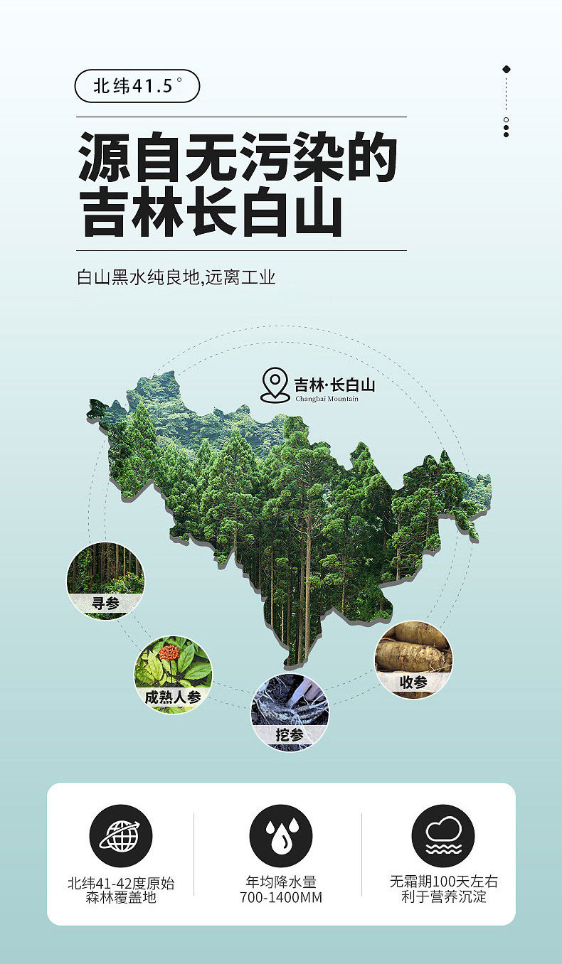 Wild Forest Ginseng Gift Box 40cm Wooden Presentation Case with Certificate Jilin Changbai Mountain overview