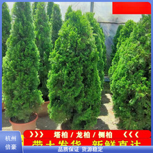 ɰؘ؂Ȱ؈Aرļ๫Ĺ·@־G^׻