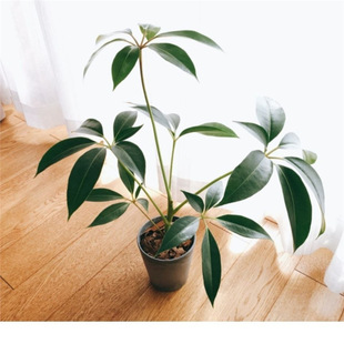 �ձ����~�� ���_ �҃������^�~ֲ��͏d�����՚ⱱ�W�L�Gֲ