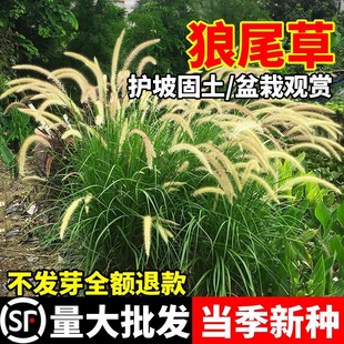 Wolf Tail Grass Seeds Can Be Planted in the North and South, and Can Be Planted in Parks, Roads, River Embankments, Slope Protection, Soil Stabilization and Greening. Purple Wolf Tail Grass Seeds