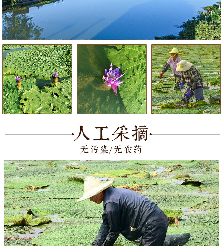 Fresh Gorgon Fruit Qian Shi 芡实 Hand Peeled Euryale Ferox Seeds Ready to Eat 500g key features