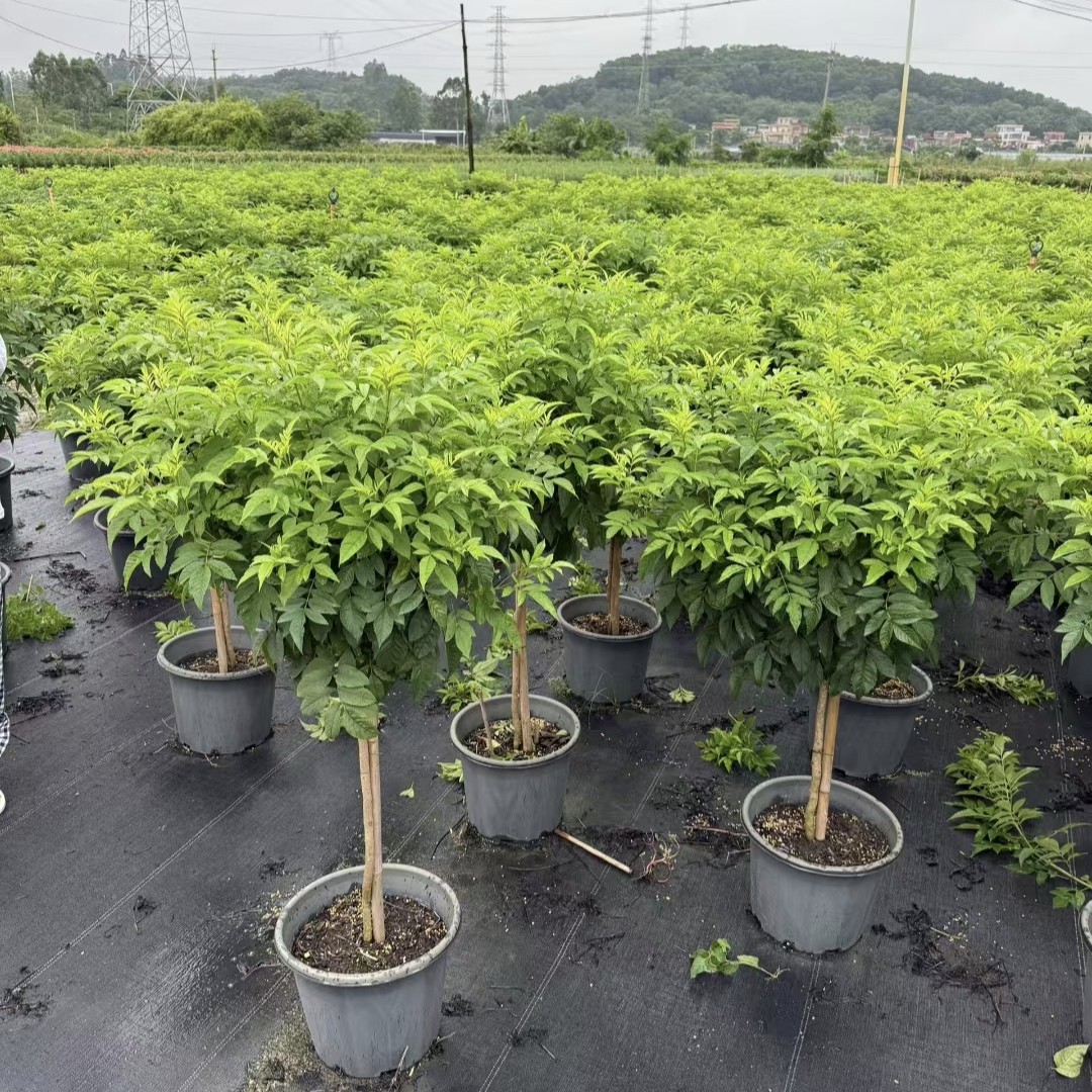 基地批发，黄钟花 橙钟花 棒棒糖 各种规格 花香味四溢