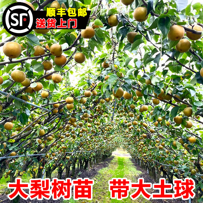 梨树果苗嫁接特大秋月梨苹果香梨翠冠梨树苗庭院盆地栽南北方种植