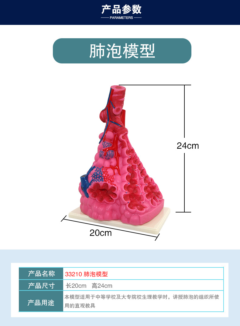 33210肺泡模型_05.jpg