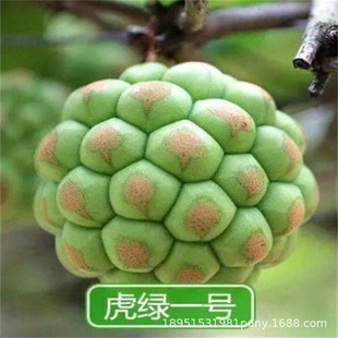 �}�W�t�����ȹ������r���ϻ�����F��Ѫ�ٴ��ˮ�������������