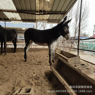 3-6���µ����H�x�������H�H�����һ�^ С�H�̃r��