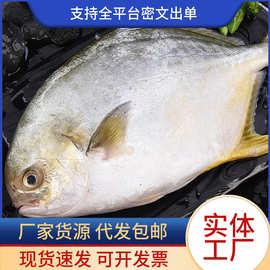 速冻金鲳鱼镜鱼海鱼鲳鱼金昌鱼平鱼海鲜餐饮水产冷冻批发顺丰包邮
