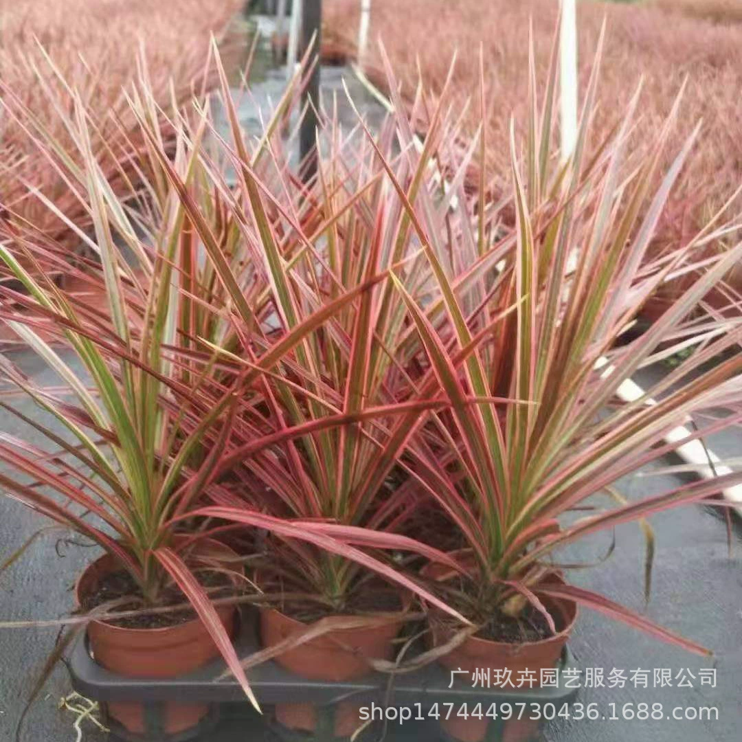 Красочные железные Лиственные растения маленькие горшечные растения Парк двор гостиная балкон маленькие горшечные растения