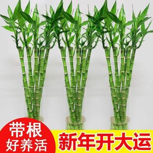 富贵竹带根开运竹水培植物花卉室内绿植盆栽客厅盆景好养活转运竹-阿里巴巴