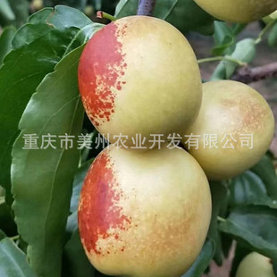 �ؑc���������l �޽Ӷ�����t�����������l ��Ʒ�N������ֱ��