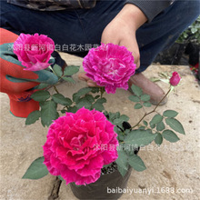 工程苗木批发 绿化工程 园林 丰花月季盆栽地栽月季 丰花月季工程