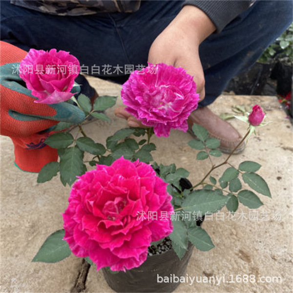 工程苗木批发 绿化工程 园林 丰花月季盆栽地栽月季 丰花月季工程