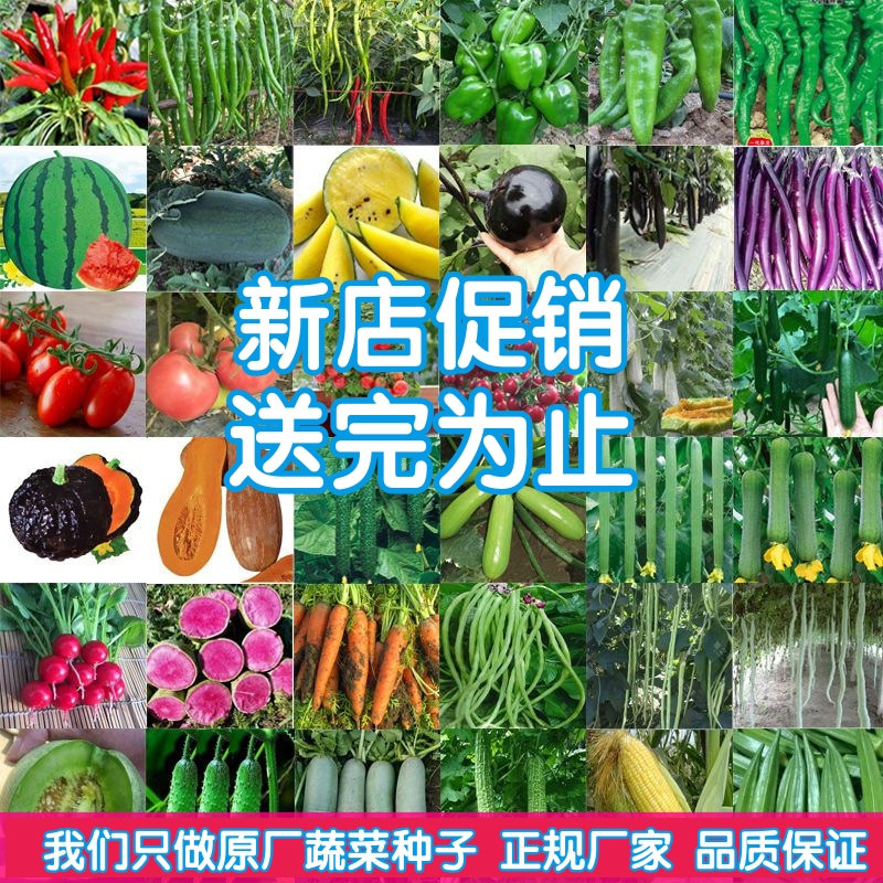 蔬菜种子大全上百品种四季播种阳台盆栽庭院香菜豆角辣椒生菜籽子