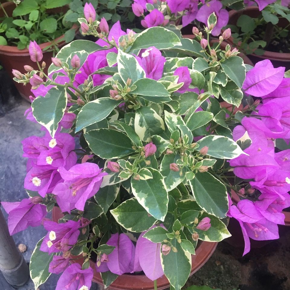 三角梅系列银边水仙紫 银边浅紫四季开花盆栽原土发货 种苗花卉网