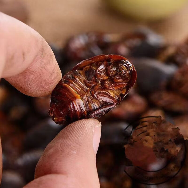 Dried Ground Beetle Tu Bie Chong 土鳖虫 Eupolyphaga Whole Insect TCM Herb 500g in use