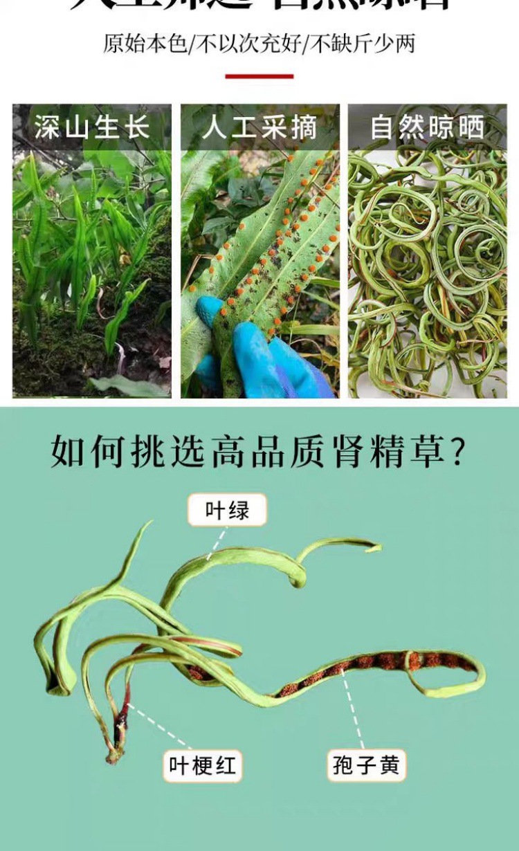 Wild Huashi Cao & Shenjing Cao (Lysimachia & Clerodendrum) — Changbai Mountain Dried Herb, 500g quality and texture