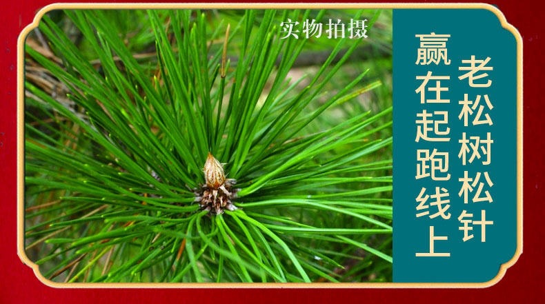 Dried Pine Needles Song Zhen 松针 500g Natural Sun Dried Masson Pine Needle Tea Leaves specifications