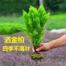 洒金柏树苗 盆景素材 洒金柏苗松柏苗木盆栽花卉庭院绿化植物