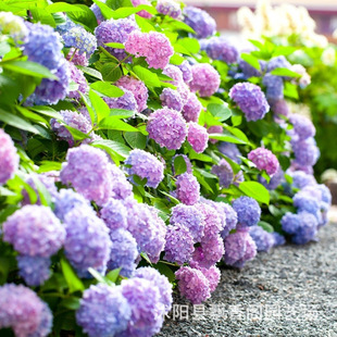 ��ݲ�ݮ�A�F������ʯ�ҟ������̨ͥԺ�ͺ�����ֲ���͕�ľ����