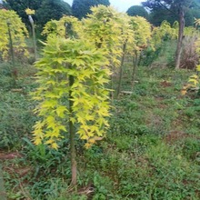 黄金流泉黄枫叶4到6公分