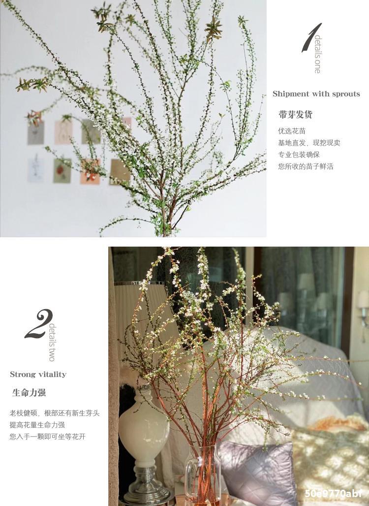 雪柳盆景图片,雪柳盆栽图片,雪柳盆景(第13页)_大山谷图库