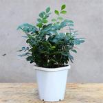 室内盆栽桌面小盆栽 花木九里香小苗盆栽室内客厅植物花卉盆景