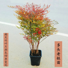 南天竹盆栽树苗火焰红天竺庭院水养植物室外花境绿篱绿化工程苗
