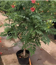 һ�����l������������ֲ��ͥԺ�̨���ܶ༾�_�����Ե�����ľ����