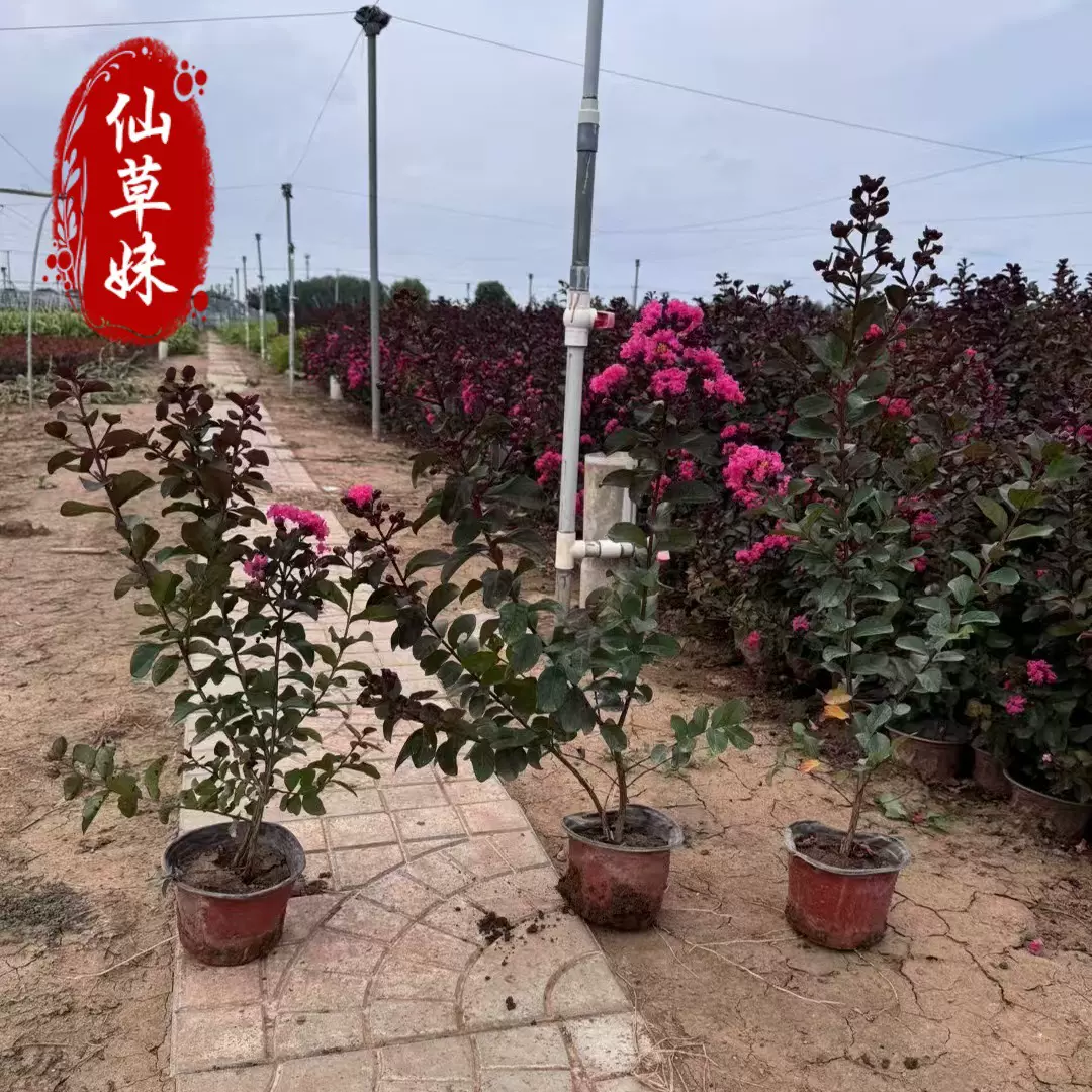 天鹅绒紫薇杯苗 庭院绿化天鹅绒红火球 小区绿化工程天鹅绒紫薇