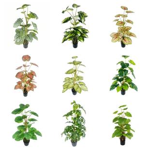 ��������Gֲ�����҃ȴ���ֲ���b����Ԕ[�������B���˽����l